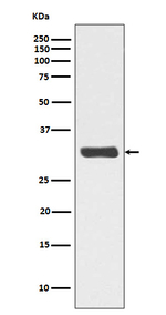 Phospho-RPA2 (Thr21) Recombinant Rabbit Monoclonal Antibody (K01_3Q90)