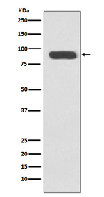 Ku80 Antibody in Western Blot (WB)