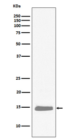 Hemoglobin alpha Antibody in Western Blot (WB)