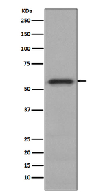 Phospho-c-Myc (Ser62) Antibody in Western Blot (WB)