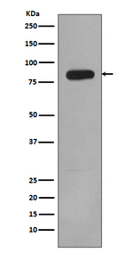 PI3K p85 Antibody in Western Blot (WB)