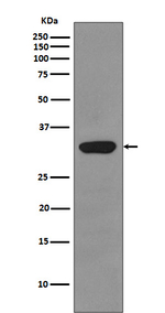RPS3 Antibody in Western Blot (WB)