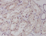 c-MAF Recombinant Rabbit Monoclonal Antibody (K01_3R08)