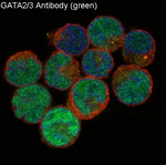 GATA2/GATA3 Recombinant Rabbit Monoclonal Antibody (K01_3R09)