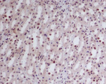 GATA2/GATA3 Antibody in Immunohistochemistry (Paraffin) (IHC (P))