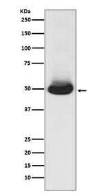 GATA2/GATA3 Antibody in Western Blot (WB)