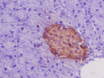 Insulin Antibody in Immunohistochemistry (Paraffin) (IHC (P))