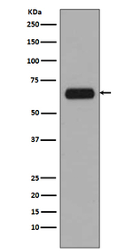 TCF7L1 Antibody in Western Blot (WB)