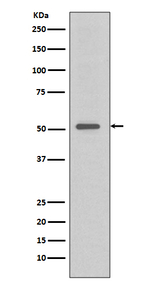 TRAF4 Recombinant Rabbit Monoclonal Antibody (K01_3R25)