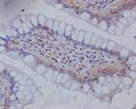 MSI1 Recombinant Rabbit Monoclonal Antibody (K01_3R27)