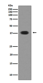 MSI1 Antibody in Western Blot (WB)