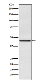 PAX2 Antibody in Western Blot (WB)
