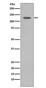 SHIP1 Antibody in Western Blot (WB)