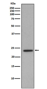 ID1 Antibody in Western Blot (WB)