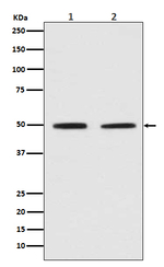 PYGO2 Antibody in Western Blot (WB)