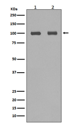 Aconitase 1 Recombinant Rabbit Monoclonal Antibody (K01_3R39)