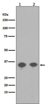 Phospho-PP2A alpha (Tyr307) Recombinant Rabbit Monoclonal Antibody (K01_3R41)