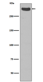 CUBN Antibody in Western Blot (WB)