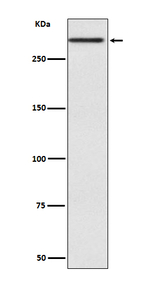 CUBN Recombinant Rabbit Monoclonal Antibody (K01_3R50)