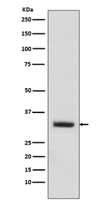Enkurin Recombinant Rabbit Monoclonal Antibody (K01_3R56)