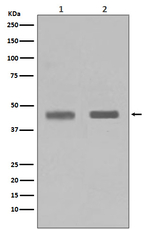 SETD7 Antibody in Western Blot (WB)
