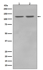 RNF20 Recombinant Rabbit Monoclonal Antibody (K01_3R58)