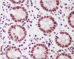 PTBP2 Antibody in Immunohistochemistry (Paraffin) (IHC (P))
