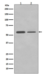 PTBP2 Antibody in Western Blot (WB)