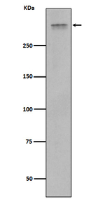 Plectin Recombinant Rabbit Monoclonal Antibody (K01_3R65)