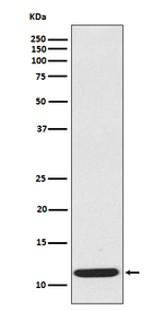 CCL19 Recombinant Rabbit Monoclonal Antibody (K01_3R69)