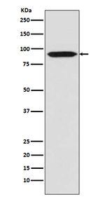 BCL6 Antibody in Western Blot (WB)