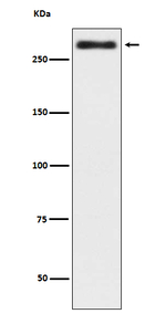 Talin 2 Recombinant Rabbit Monoclonal Antibody (K01_3R75)