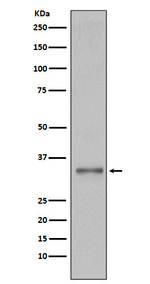 Torsin 1A Antibody in Western Blot (WB)