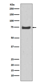HSPA12A Antibody in Western Blot (WB)