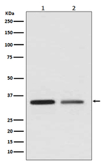 WNT2 Recombinant Rabbit Monoclonal Antibody (K01_3R89)