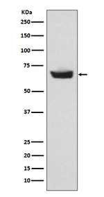 CETP Recombinant Rabbit Monoclonal Antibody (K01_3R92)