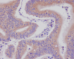 DNAJC15 Recombinant Rabbit Monoclonal Antibody (K01_3R93)
