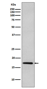 DNAJC15 Antibody in Western Blot (WB)