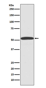 beta Arrestin 1 Antibody in Western Blot (WB)