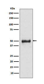 Cytokeratin 8 Antibody in Western Blot (WB)