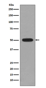 beta Tubulin 2 Antibody in Western Blot (WB)