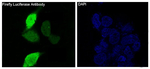 Firefly luciferase Recombinant Rabbit Monoclonal Antibody (K01_3S09)