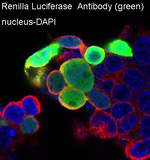 Renilla luciferase Recombinant Rabbit Monoclonal Antibody (K01_3S10)