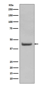 SOX18 Recombinant Rabbit Monoclonal Antibody (K01_3S12)