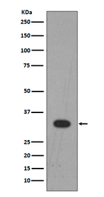 LIN28B Antibody in Western Blot (WB)