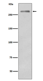 Dysferlin Recombinant Rabbit Monoclonal Antibody (K01_3S26)