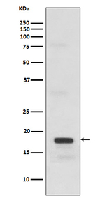 SCF Antibody in Western Blot (WB)