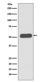 LSP1 Antibody in Western Blot (WB)