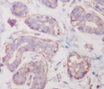 RALBP1 Recombinant Rabbit Monoclonal Antibody (K01_3S40)