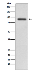 RALBP1 Antibody in Western Blot (WB)